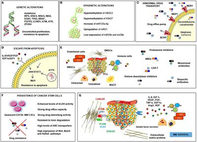 Drug resistance in multiple myeloma: Soldiers and weapons in the bone marrow niche